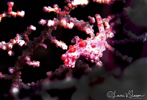 Bargibant's Pygmy Seahorse/Photographed with a 100 mm mac... by Laurie Slawson 